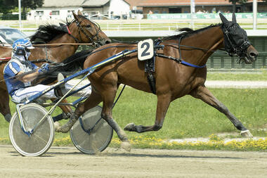 Pia Platzers Zucchero tritt in Bestform an (fotofinish.de) Pia Platzers Zucchero tritt in Bestform an (fotofinish.de)