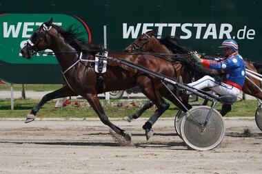 Sir Bourbon bei seinem Karlshorster Sieg am 30. Mai (Foto: Marius Schwarz) Sir Bourbon bei seinem Karlshorster Sieg am 30. Mai (Foto: Marius Schwarz)