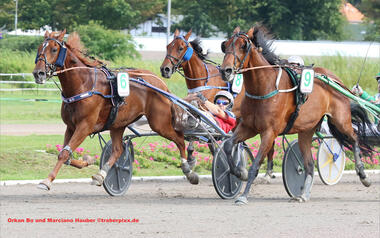 Orkan Bo tritt in der Gold-Serie an (Foto: traberpixx.de)