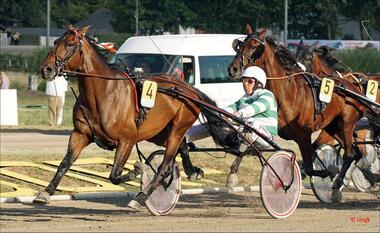 Einer der Stars am Breeders-Crown-Samstag: Mister F Daag Einer der Stars am Breeders-Crown-Samstag: Mister F Daag