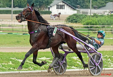 Derbysieger Days of Thunder in der Breeders Crown (Foto: Heiko Lingk)