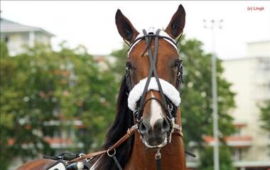 Cash Hanover (Foto: Heiko Lingk) Cash Hanover (Foto: Heiko Lingk)
