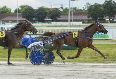 Miss Red Lady heute im stallinternen Duell mit Kytana (Foto: Franz Hahn)