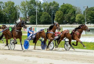 Maneli bezwang zuletzt die Derbyteilnehmer Tequila Sunrise und ZZ Top Diamant (Foto: Franz Hahn)