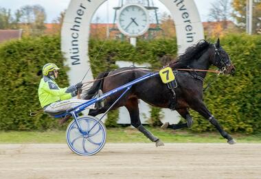 Gibt nach einem 15,5-Probelauf heute sein Saisondebüt: King des Ves (Foto: Franz Hahn)