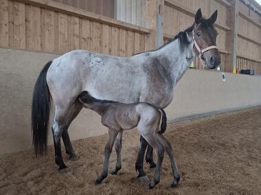 Die kleine Josy ist ein Ebenbild ihrer Mutter Jacky Hazelaar