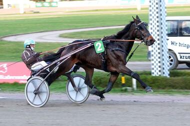 Seit drei Starts in Hamburg ungeschlagen: Gestüt Lasbeks Naama (Foto: Uwe Stelling) Seit drei Starts in Hamburg ungeschlagen: Gestüt Lasbeks Naama (Foto: Uwe Stelling)
