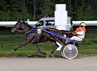 Wieder mit Umschauen? Hercules Petnic © traberfoto-sx.de