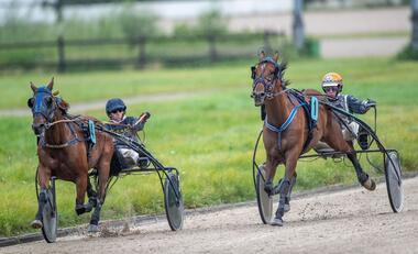 Mr Bathuan Byd ring Napster sicher nieder © GelsenTrabPark/Jan Melichar Mr Bathuan Byd ring Napster sicher nieder © GelsenTrabPark/Jan Melichar