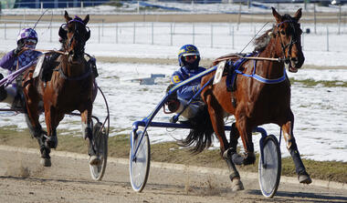 Primrose vor dem dritten Sieg in Serie (Foto: M. Bäumel-Schachtner) Primrose vor dem dritten Sieg in Serie (Foto: M. Bäumel-Schachtner)