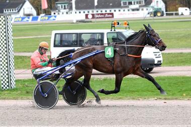 Duke of New York bei seinem Hamburger Triumph am 21. November (Foto: Uwe Stelling) Duke of New York bei seinem Hamburger Triumph am 21. November (Foto: Uwe Stelling)