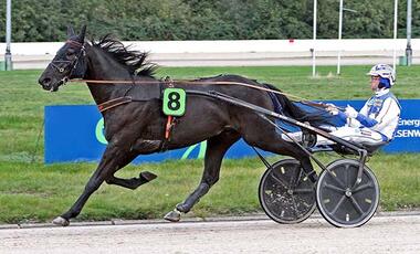 2021 erstmals in Deutschland: Prosperous (Jaap van Rijn) - © traberfoto-sx 2021 erstmals in Deutschland: Prosperous (Jaap van Rijn) - © traberfoto-sx