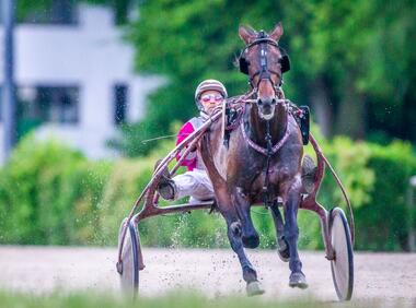 Vierjähriger mit Wumms: SALTIMORE (Constantin Vergos) - © Jan Melichar/GelsenTrabPark