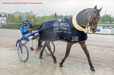 Sheldrake mit großer Autorität