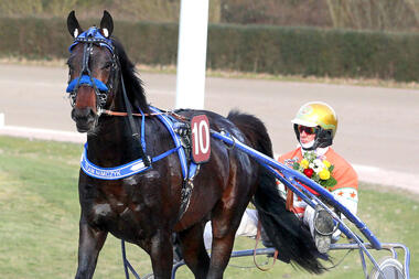 Bayard vor seiner bislang schwersten Aufgabe (Foto: Uwe Stelling) Bayard vor seiner bislang schwersten Aufgabe (Foto: Uwe Stelling)