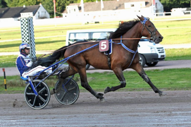 Zyclon Diamant (Jan Thijs de Jong) bei seinem Hamburger Sieg im September (Foto: Uwe Stelling) Zyclon Diamant (Jan Thijs de Jong) bei seinem Hamburger Sieg im September (Foto: Uwe Stelling)