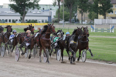 Die Amateure sind beim LOTTO Bayern-Renntag in Straubing besonders gefragt. Foto: traberfan.at