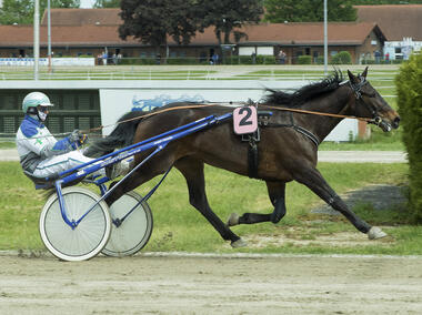 Far West auf dem Weg zu Daglfings Pferd des Jahres (Foto: fotofinish.de)