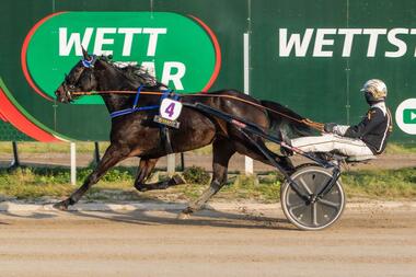 Joyeux Well fühlt sich in Karlshorst pudelwohl (Foto: traberpixx.de)