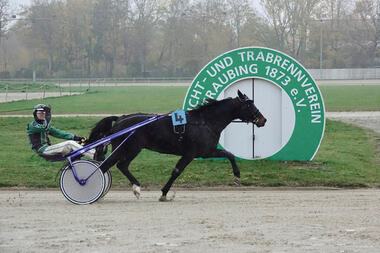Mit einem Sieg in Straubing kann sich Far West den Titel des siegreichsten Pferdes in Deutschland sichern (Foto: Wilfried Schaffrath)