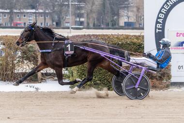 Seriensiegerin Magicblue ist in der Newcomer-Serie favorisiert (Foto: traberpixx.de)