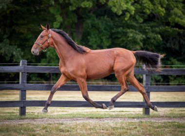 Neu im schwedischen KWM-Lot: Nowornever Mearas (Foto: yearlingsale.se)