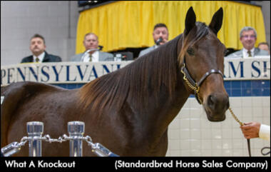 595.000 Dollar - What a Knockout!