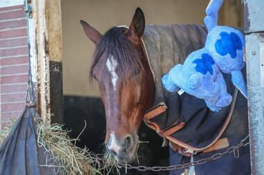 Jushua Tree erneut außer Gefecht © Scoopdyga - Pierre Costabadie