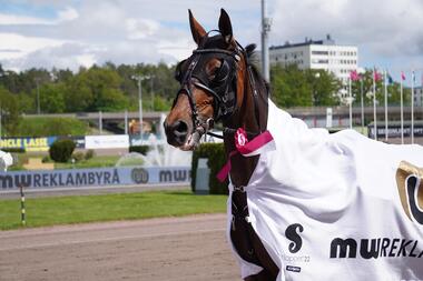 Cinderella Jet eröffnet das Elitloppet-Meeting 2022 (Foto: Facebook Solvalla) Cinderella Jet eröffnet das Elitloppet-Meeting 2022 (Foto: Facebook Solvalla)