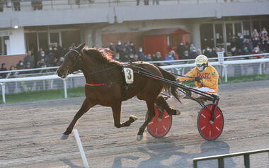 Delicious Gar im Stutenlauf des Gran Premio Etruria (Foto: equos.it) Delicious Gar im Stutenlauf des Gran Premio Etruria (Foto: equos.it)