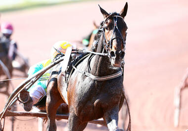 Vivid Wise As im Süden souverän (Foto: letrot.com) Vivid Wise As im Süden souverän (Foto: letrot.com)