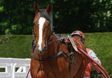 (Foto: letrot.com) (Foto: letrot.com)