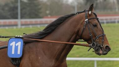 Idao de Tillard kommt zurück (Foto: letrot.com) Idao de Tillard kommt zurück (Foto: letrot.com)