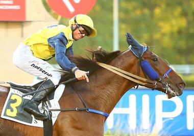 Fire Cracker im Prix Guillaume de Bellaigue (Foto: letrot.com) Fire Cracker im Prix Guillaume de Bellaigue (Foto: letrot.com)