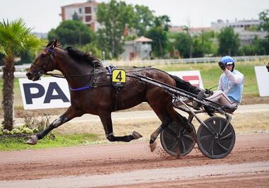 Gently de Muze in Toulouse (Foto: letrot.com) Gently de Muze in Toulouse (Foto: letrot.com)