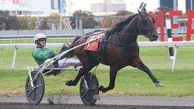 Ambassador Hanover geht als Favorit ins Breeders-Crown-Finale (Foto: drf.com) Ambassador Hanover geht als Favorit ins Breeders-Crown-Finale (Foto: drf.com)