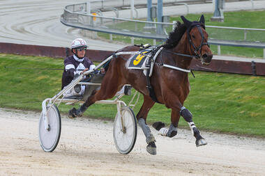 Wicked Annabella beim überlegenen Sieg am 8. Oktober (Foto: Facebook Addington Raceway)