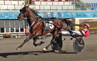 Konkurrenzlos: 1:05,8-Pacer Bulldog Hanover (Foto: harnesslink.com)