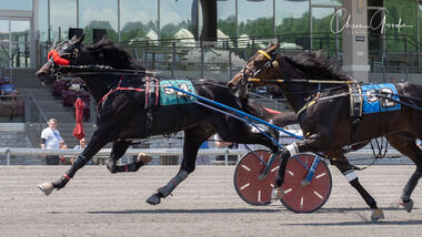 (Foto: harnesslink.com) (Foto: harnesslink.com)