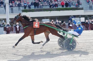 Denver Gio im Hengstelauf des Gran Premio Italia (Foto: equos.it)
