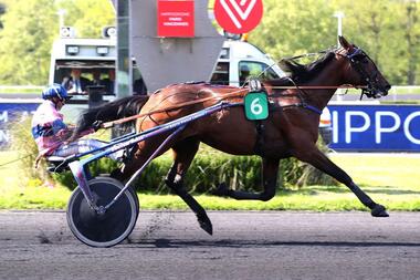 Ibiki de Houëlle im Prix du Perreux (Foto: paris-turf.com) Ibiki de Houëlle im Prix du Perreux (Foto: paris-turf.com)