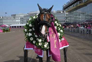 Wise Guy auf der Ehrenrunde (Foto: Facebook Solvalla)