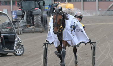 Fragolino Rosso nach seinem Triumph am Samstag (Foto: Travronden) Fragolino Rosso nach seinem Triumph am Samstag (Foto: Travronden)