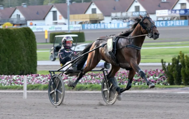 Eine Augenweide in Solvalla: Fragolino Rosso (Foto: travronden.se) Eine Augenweide in Solvalla: Fragolino Rosso (Foto: travronden.se)