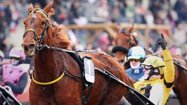 Iroise de la Noé im Prix de Belgique (Foto: letrot.com) Iroise de la Noé im Prix de Belgique (Foto: letrot.com)