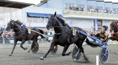 Gio Cash im Norrbottens Stora Prix (Foto: travronden.se) Gio Cash im Norrbottens Stora Prix (Foto: travronden.se)
