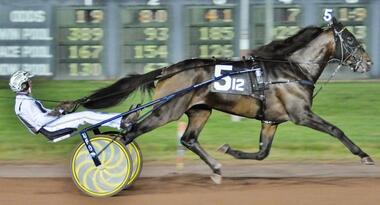 Erstmals Vater: Greenshoe (Foto: nevelerstud.co.nz) Erstmals Vater: Greenshoe (Foto: nevelerstud.co.nz)