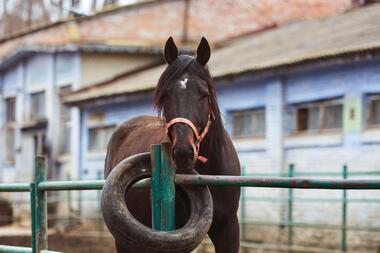 (Foto: Facebook Kiev Hippodrom) (Foto: Facebook Kiev Hippodrom)