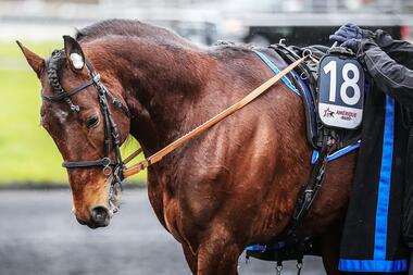 Außer Gefecht: Idao de Tillard (Foto: Bruno Vandevelde - Le Trot)