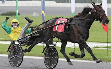 Vivid Wise As fliegt erneut nach New York (Foto: yonkersinternationaltrot.com) Vivid Wise As fliegt erneut nach New York (Foto: yonkersinternationaltrot.com)